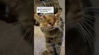 #cat #catlover #kitten #cute #kittypets #kittycat #coraline #pets #cute