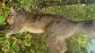 The Best Squirrel Distress Call - Proven To Work Everytime