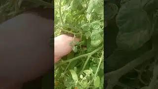Помидоры