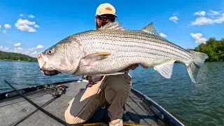 Fishing For Bass, Striped Bass And Other Predator Species With Artificial Lures! (Tennessee)