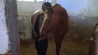 Конный влог