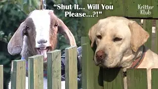 Sassy Goat Injeolmi Is A Daddy's Girl (Part 1) | Kritter Klub