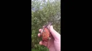 Видео друзей