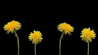 Flowers Blooming Chroma Key Black Background Luma Key