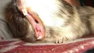 Хомяк зевает / Hamster yawns