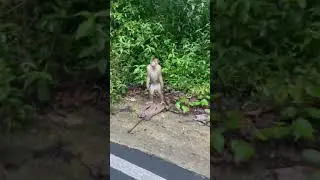 Stop Monkeying Around