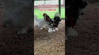 ПОКЛЕИЛ В КУРЯТНИКЕ ОБОИ 🐓