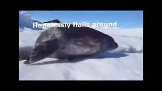 Seal wants eggs but has no eggs so he makes large amounts of noise to draw attention