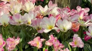 Skagit Valley Tulip Festival April 2026 🌷 Mount Vernon, Washington