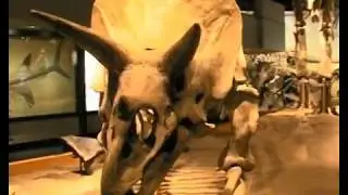 Eotriceratops