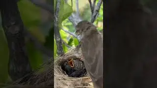 Wow… warbler mother feeding cuckoo chicks 😱😱😱
