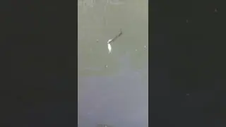 Молодняк