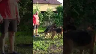 Щенки Немецкой овчарки. German Shepherd puppies were born. Одесса.