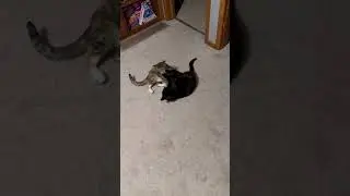 Cat fight #epiccatfights #funnycatfight #fightcats