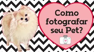 Como fotografar seu PET?! Vídeo muito fofo!