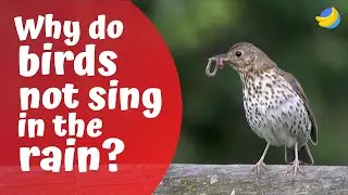 Why do birds not sing in the rain?