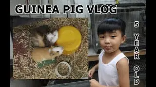 Guinea Pigs Set-up and Care (by my 5 year old boy)