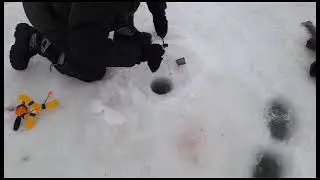 Форель на пастовушки классика жанра