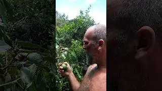 Avokado has sa haciende Los Leones