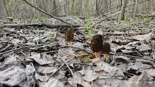 Егорьевские сморчки 7. 05. 2020. часть 2