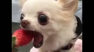 Вкусняшки!