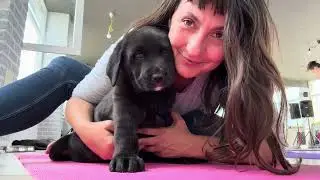 Puppy Yoga Session with Tsetsi and her 5 Alabai Puppies in Sofia, Bulgaria