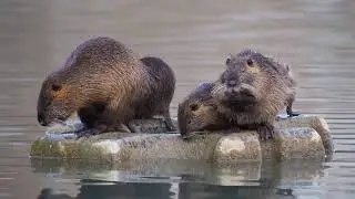 wild life video l animals video l best videos of animals living