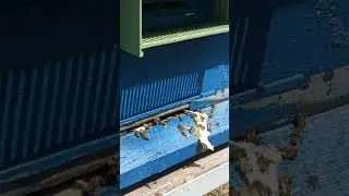Пчелы любят чистоту.