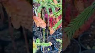 Ель Пуш на штамье 🍓🌲❤️) продажа в телеграмм ,( ссылка в шапке профиля и комментариях )