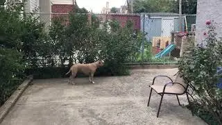 Lapa and Lola - meeting of friends