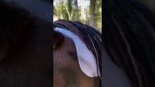 A unique Hobby Horse from HUMMA