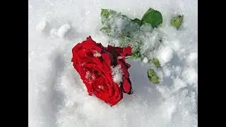 Крым. Зима. Первый снегопад. Зимняя роза