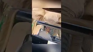 Wild elephant attack on a tourist bus