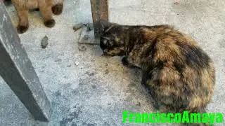Cats playing with Jerusalem cricket potato bug gatos jugando con un niño de la tierra