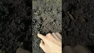 Первые всходы горчицы.