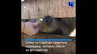 Семья из Саратова приютила на заднем дворе своего дома медведицу