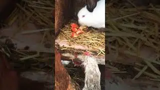 Наглые куры воруют мандарины у кроликов! 