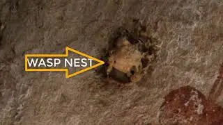 The Complexities of the Ancients - Dating a Wasp Nest with C14 reveals True age of the Cave Art!