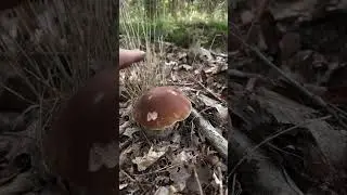 Возьмёшь такой?        #грибы #лес  #mushrooms #mushroom #nature#morchella #wild #wildlife