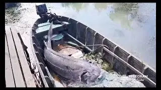 На річці Дунай браконьєри вбили 125-кілограмову червонокнижну білугу