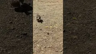 Duck 🦆