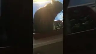 Жесть