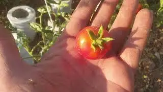 Küçük kırmızı domates