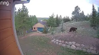 Bear strolling through my yard in Woodland Park