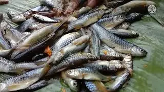 IKAN PARAI DAN UDANG DI MASAK DEKET SUNGAI JERNIH