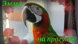 Эмма играет!Прогулка с попугайчиком