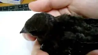 Маленький пискунишка