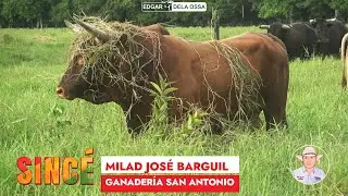 TOROS DE MILAD BARGUIL PARA LAS CORRALEJAS EN SINCÉ 2024