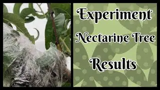 Results - Saving My Nectarine Tree