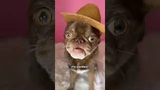 I think Pink might just be his color 🤔 #funnydog #dogcomedy #derek #chillithepug #youtubechamps